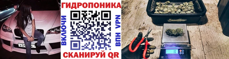 Канабис сатива Кашира